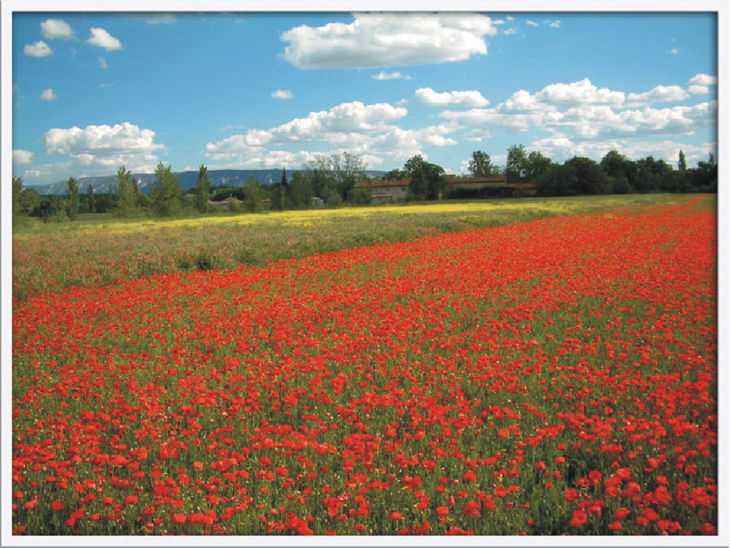 War Poppy Field