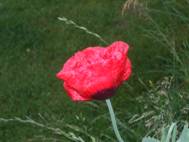 Red Poppy