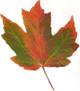 Canadian Maple Leaf